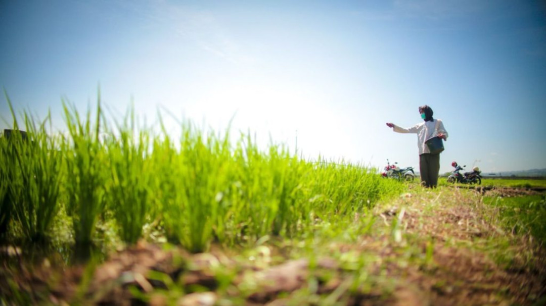 Petani Bantah Klaim Feri Amsari soal Swasembada Pangan