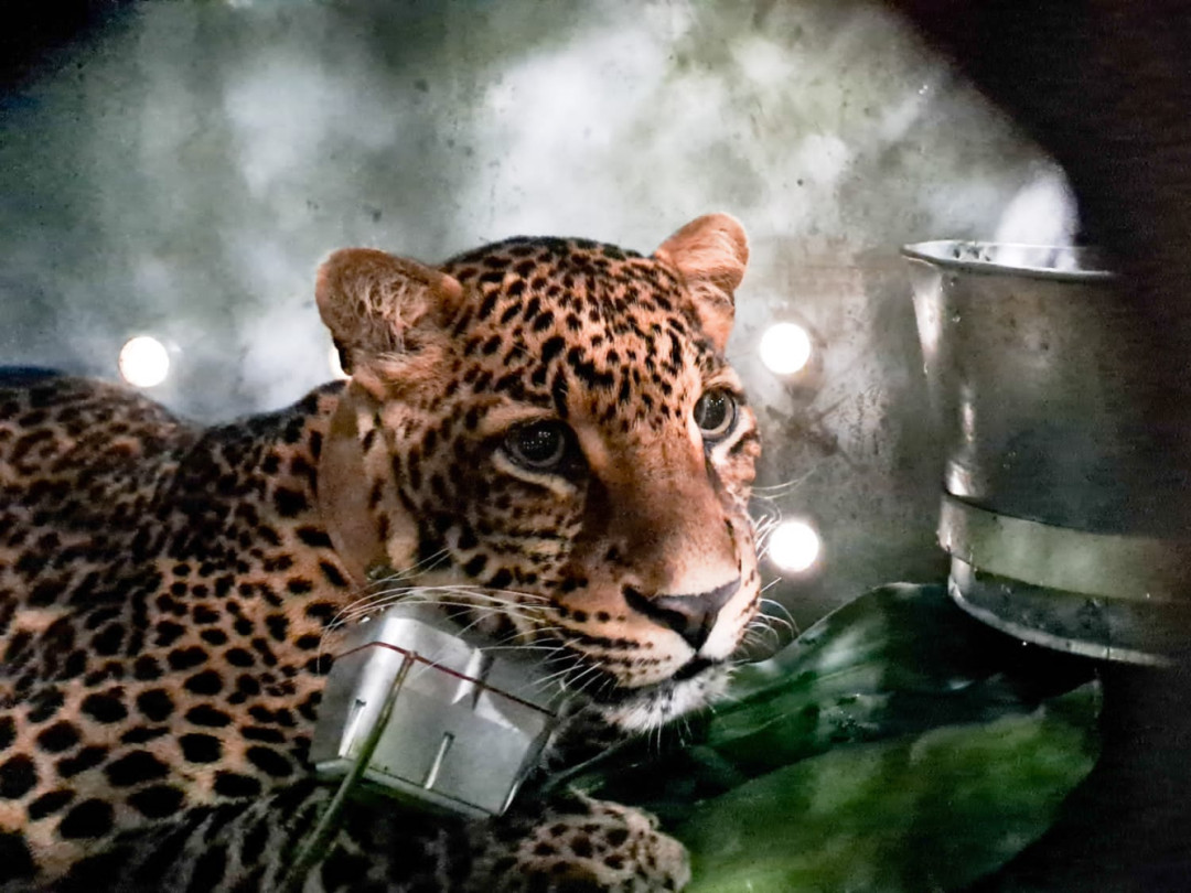 Selamat Menempuh Hidup Baru Wahyu di TN Gunung Halimun Salak