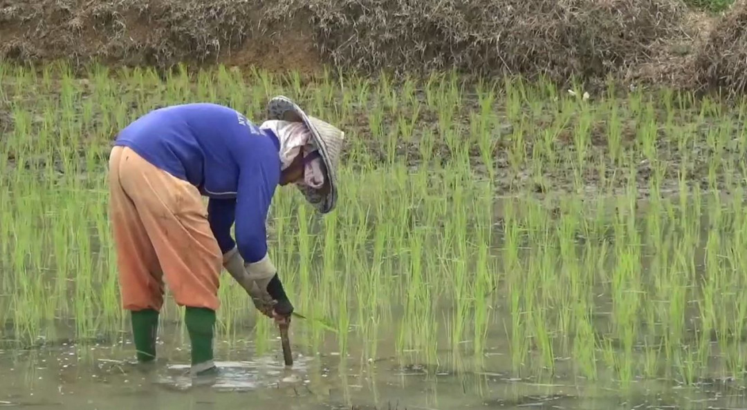 Cegah Alih Fungsi, Menteri ATR Perketat Perlindungan Sawah Nasional