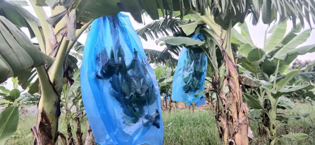 Cavendish Jadi Andalan Petani Sumberpanggang untuk MBG