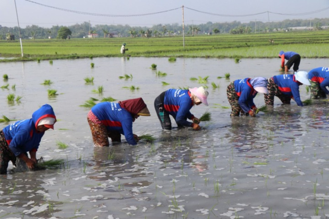 Jatim Percepat Tanam Padi Demi Swasembada Nasional