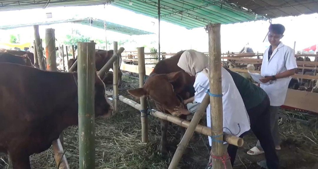 Jaga Kesehatan Hewan Kurban, Lapak Sediakan Dokter Hewan 24 Jam