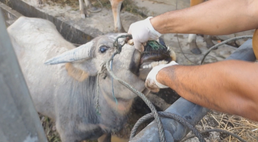 Sarolangun Percepat Vaksinasi Ternak Jelang Iduladha  2026