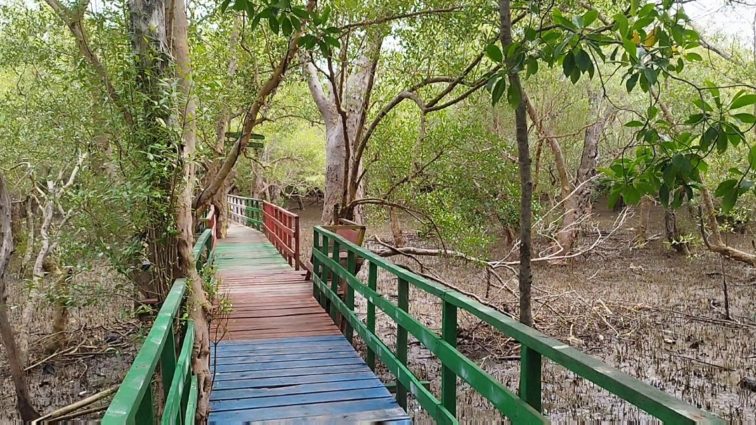 Mangrove Langka Dunia Ditemukan di Nanga Sira