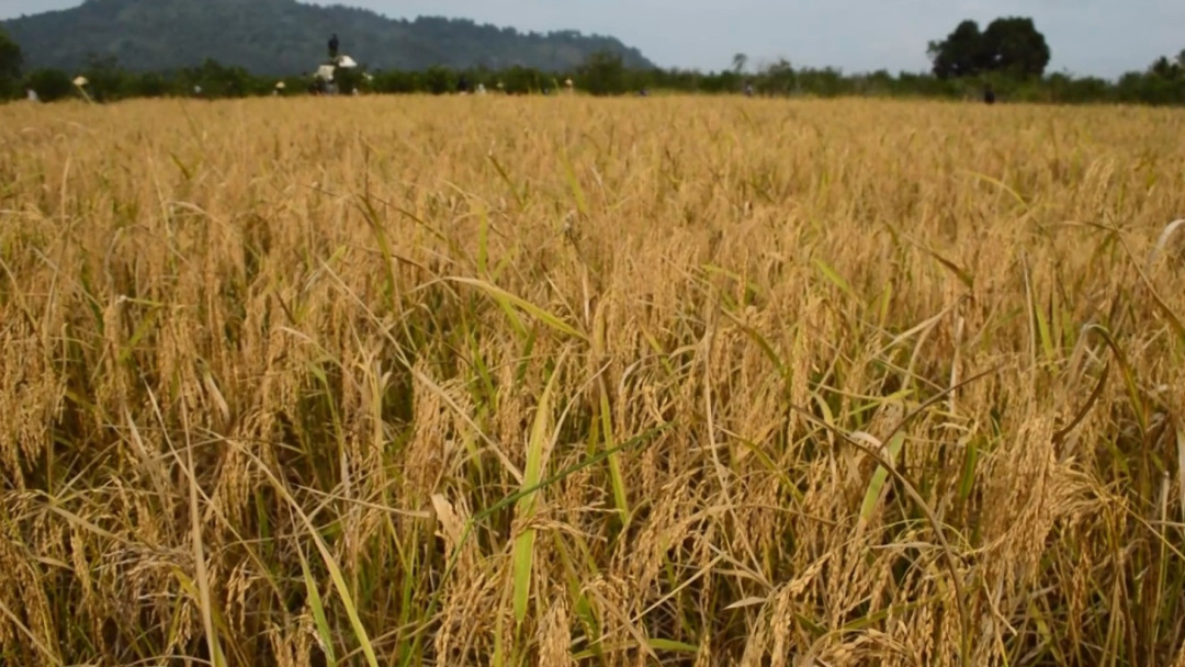 Ekonomi Indonesia Diprediksi Tumbuh Solid, Sektor Pertanian Jadi Andalan