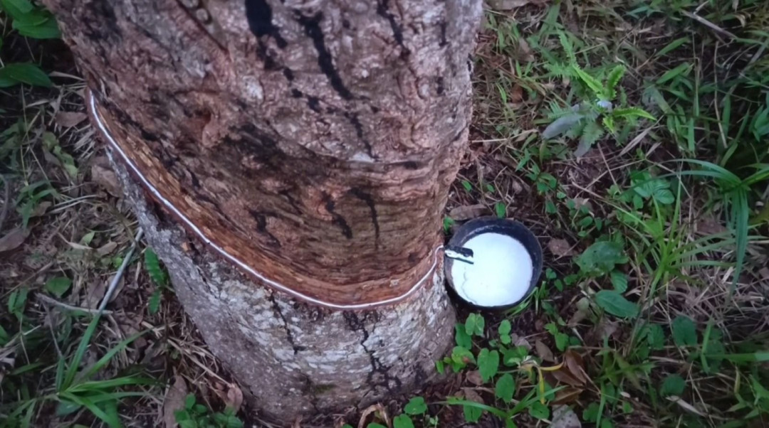 Harga Getah Karet di Seluma Rp12.000 per Kilogram