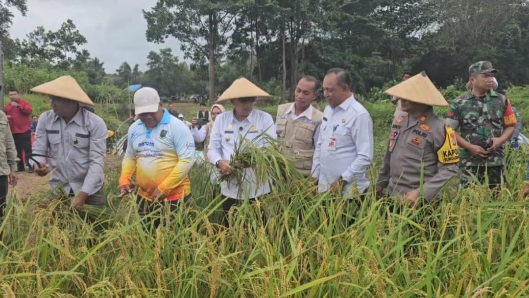 Perkuat Ketahanan Pangan, Natuna Berhasil Panen Padi Gogo di Lahan Kering