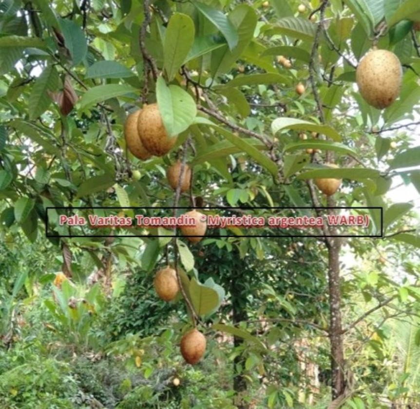 Harga Pala Tomandin Fakfak, Pada Februari 2025 Masih Stabil Dan Harga Pala Kulit Sedikit Mengalami Kenaikan