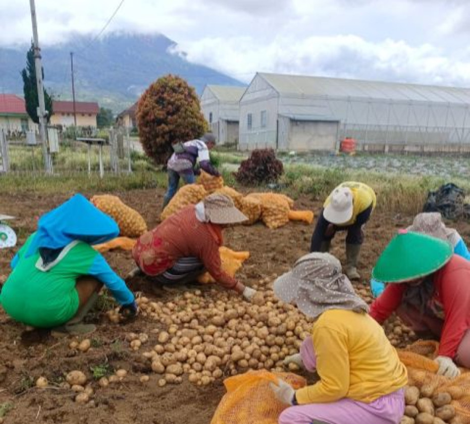 Produktivitas Kentang Kerinci Naik 8,76 Persen, Kementan Dorong Perluasan Pasar dan Hilirisasi