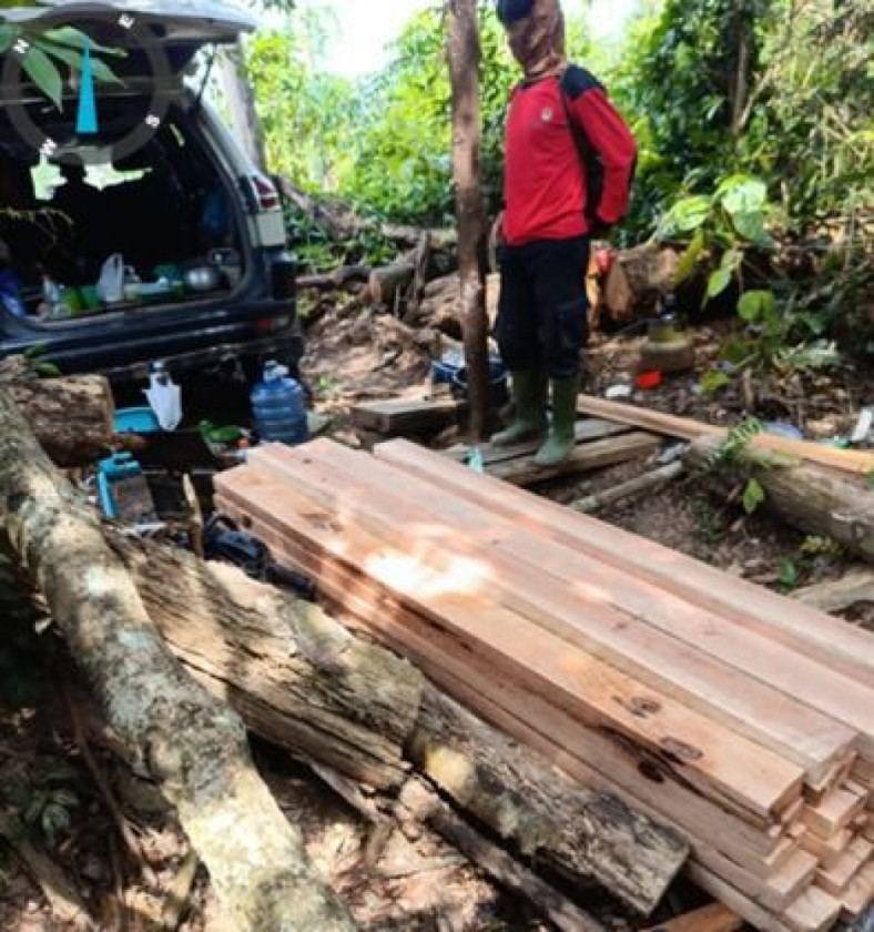 Gakkum Kehutanan Tangkap Pelaku Pembalakan Liar di Taman Nasional Tesso Nilo