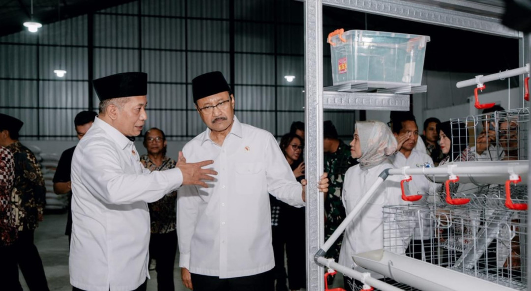 Bantuan Ayam Petelur Jadi Model Pengentasan Kemiskinan