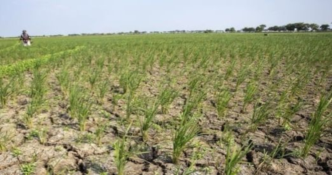 Musim Kemarau Mundur, BMKG: Baru 19% Wilayah Indonesia Alami Peralihan