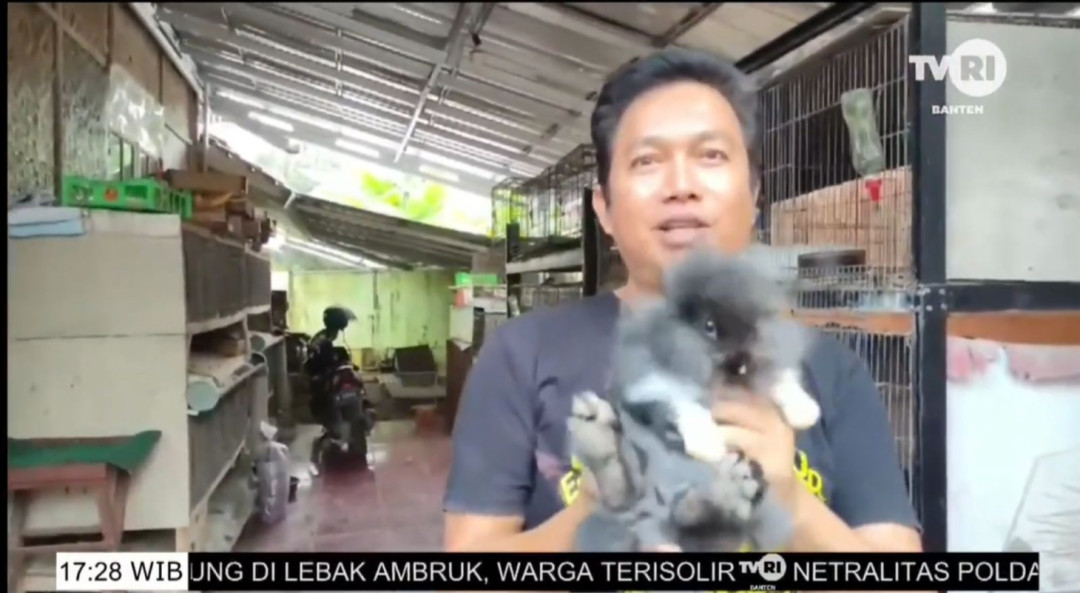 Dari Hobi Jadi Cuan: Peternak Kelinci di Pandeglang Hasilkan Belasan Juta Rupiah Per Bulan