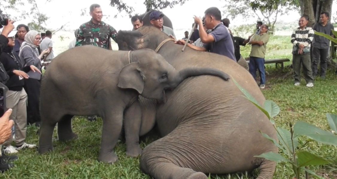 Atasi Konflik Gajah, Pemerintah Rencanakan Pembangunan Pagar Permanen Way Kambas