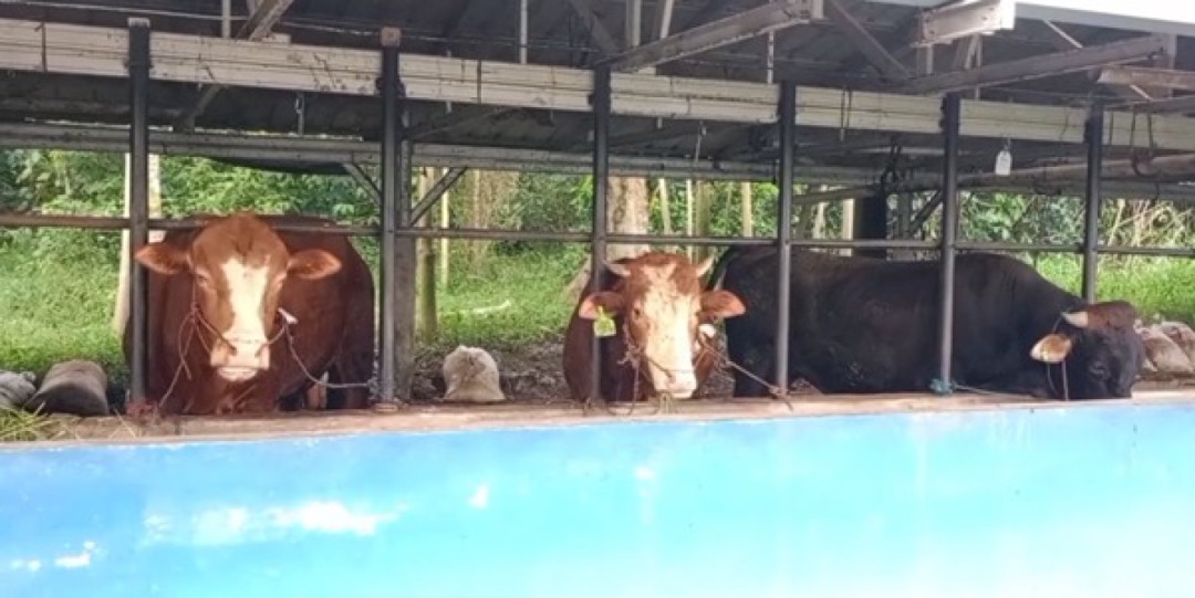 Penjualan Hewan Kurban di Belitung Turun Drastis Jelang Iduladha 1446 H
