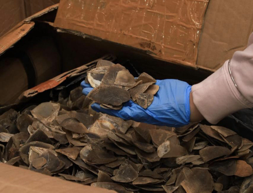 Bea Cukai Tanjung Priok Gagalkan Ekspor Ilegal Sisik Trenggiling