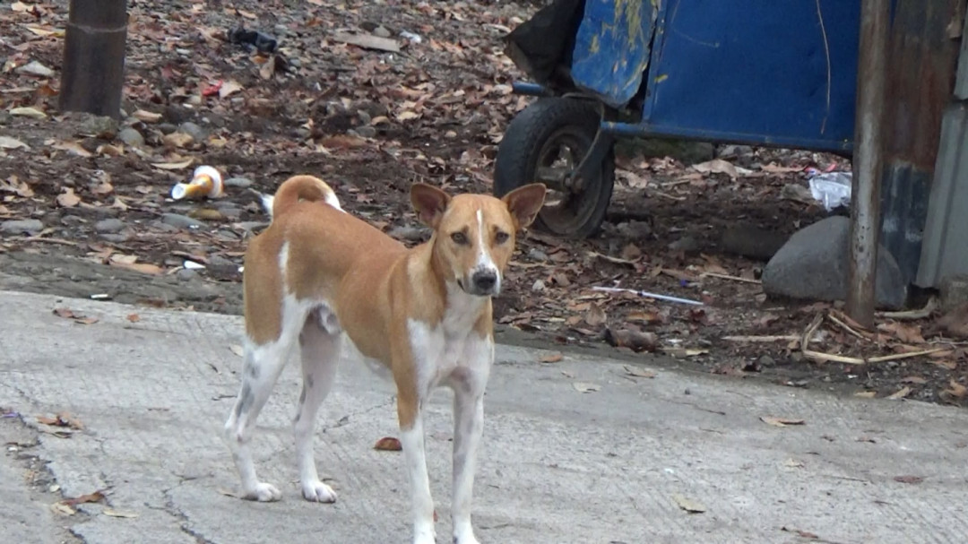 Kerja Sama dengan Dinas Pertanian, Polsek Pauh Gelar Operasi Penangkapan Anjing Liar
