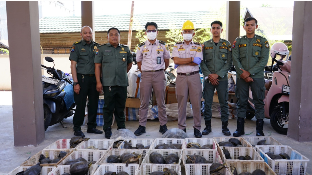 Penyelundupan 179 Kura-Kura Terbongkar, Jasa Ekspedisi Jadi Kunci Pengungkapan