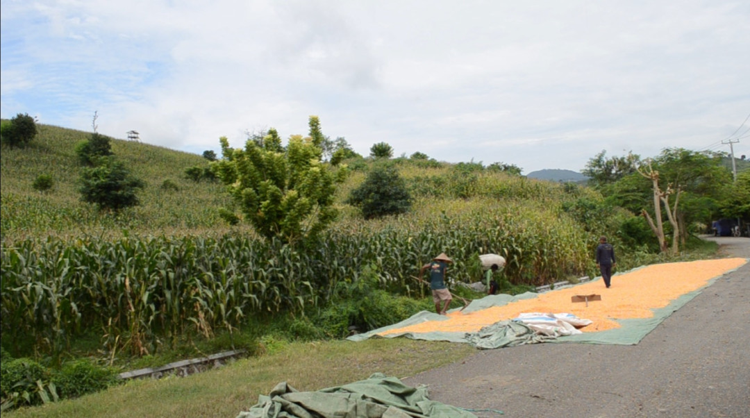 Pemkab Dompu Integrasikan Pertanian dan Reboisasi untuk Jaga Ketahanan Pangan