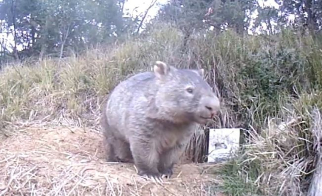 Relawan Berupaya Obati Penyakit Kudis Mematikan pada Wombat di seluruh Australia