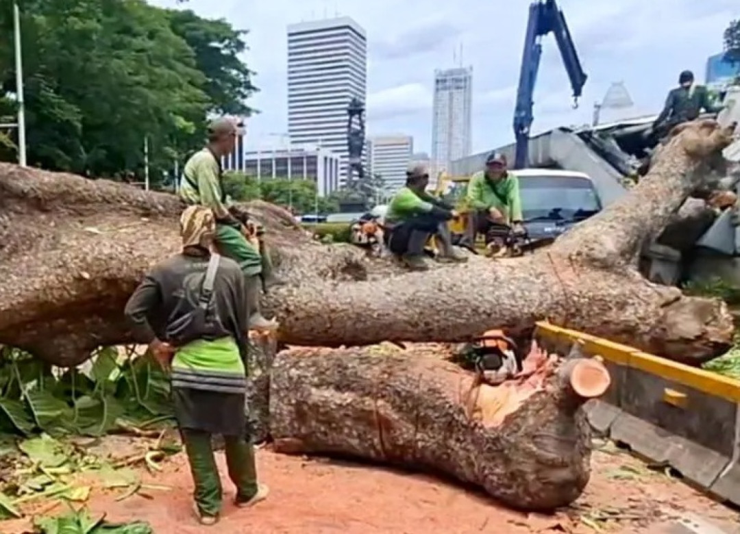 Pohon Tumbang Timpa Konstruksi MRT Jakarta