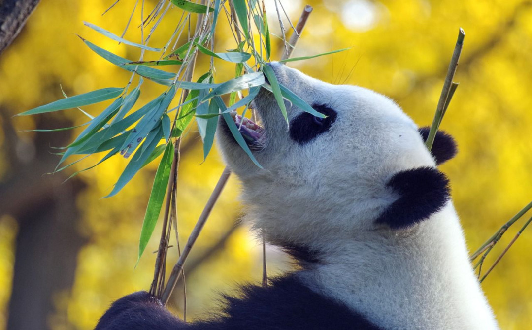 Anak Panda Menggemaskan Tidur Lelap di Kebun Binatang Guangzhou