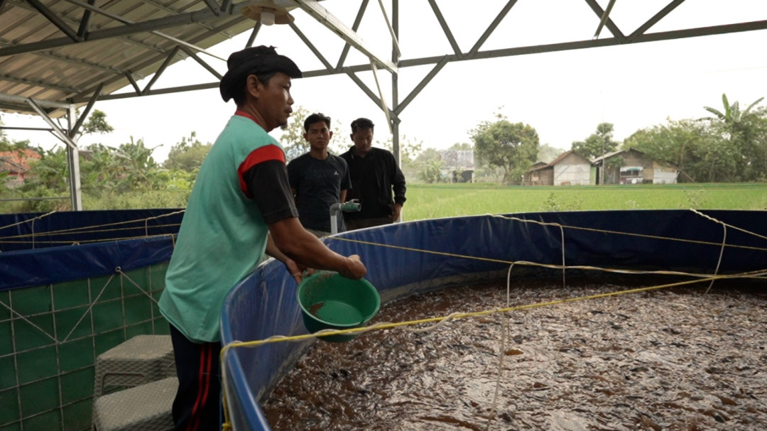 Ekonomi Warga Berputar, Budidaya Lele di Blora Jadi Tulang Punggung Dapur MBG