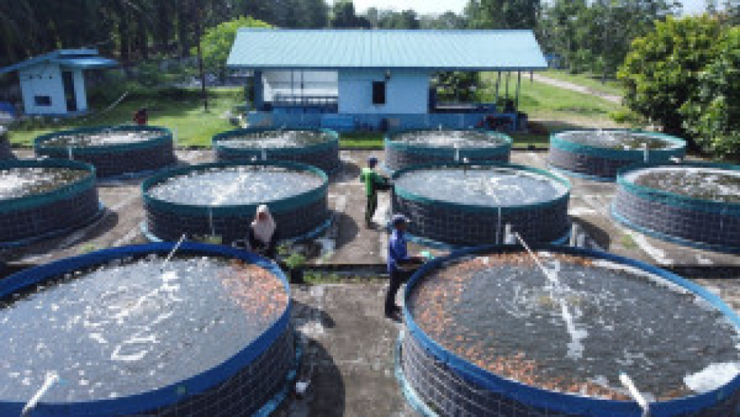Meraup Untung dari Budidaya Ikan Nila dengan Sistem Bioflok