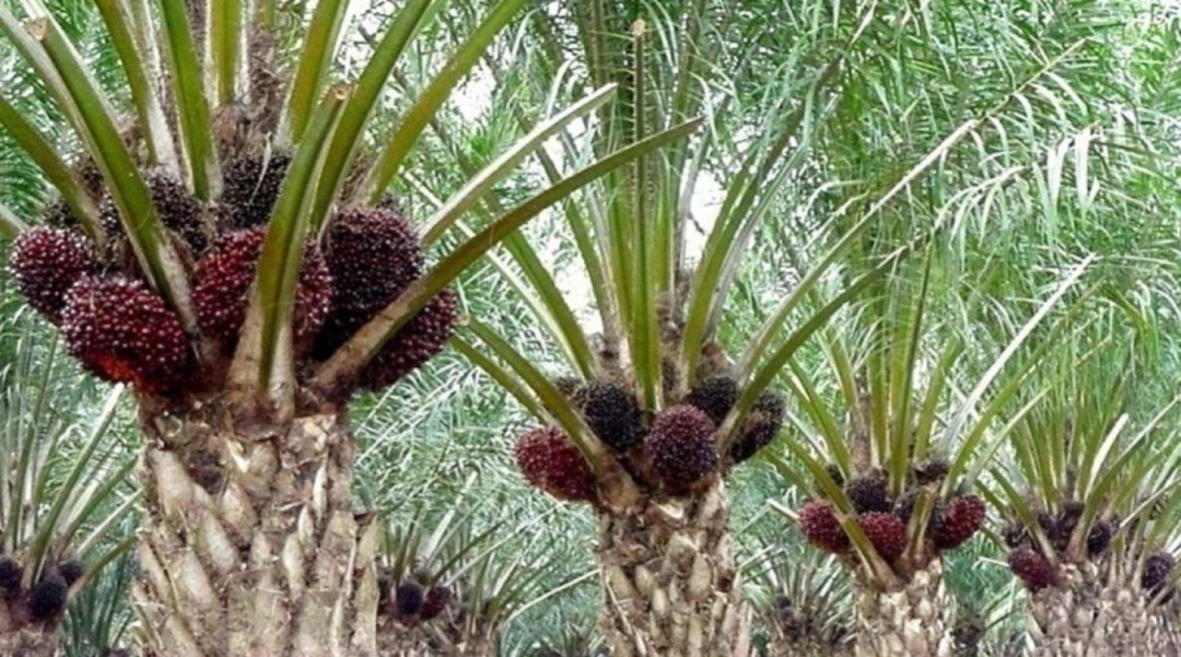 Kemenkeu Naikkan Tarif Pungutan Ekspor CPO Jadi 10%, Mulai Berlaku Hari Ini