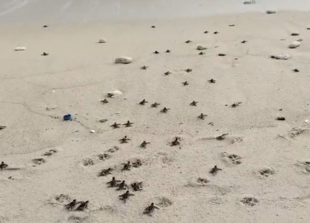 Jaga Ekosistem Laut, 760 Tukik Dilepasliarkan di Desa Sunggak Anambas