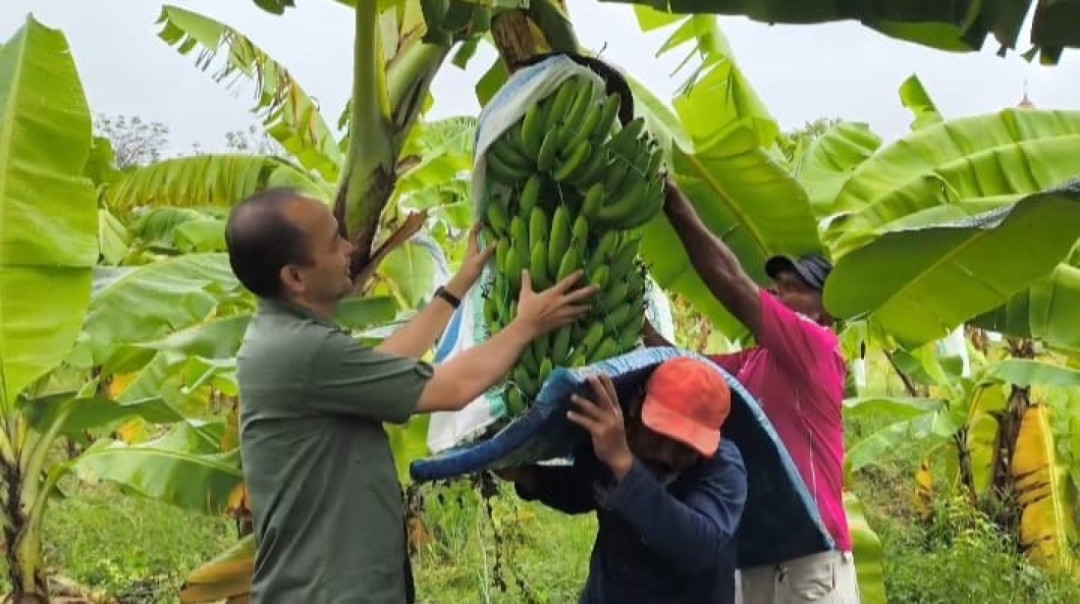 Panen Perdana 1,2 Ton, Pisang Cavendis Jadi Komoditi Baru Warga Sidrap