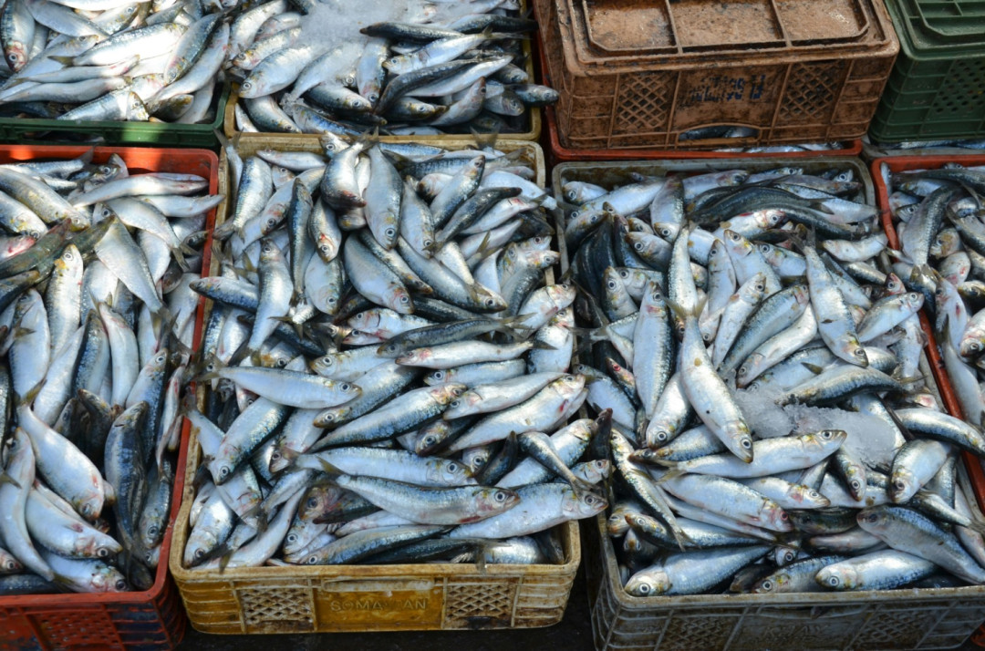 KKP Jamin Mutu Ikan di Masyarakat Selama Ramadan 