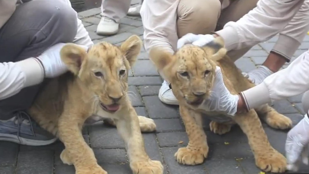 Dua Anak Singa Lahir di Kebun Binatang Surabaya