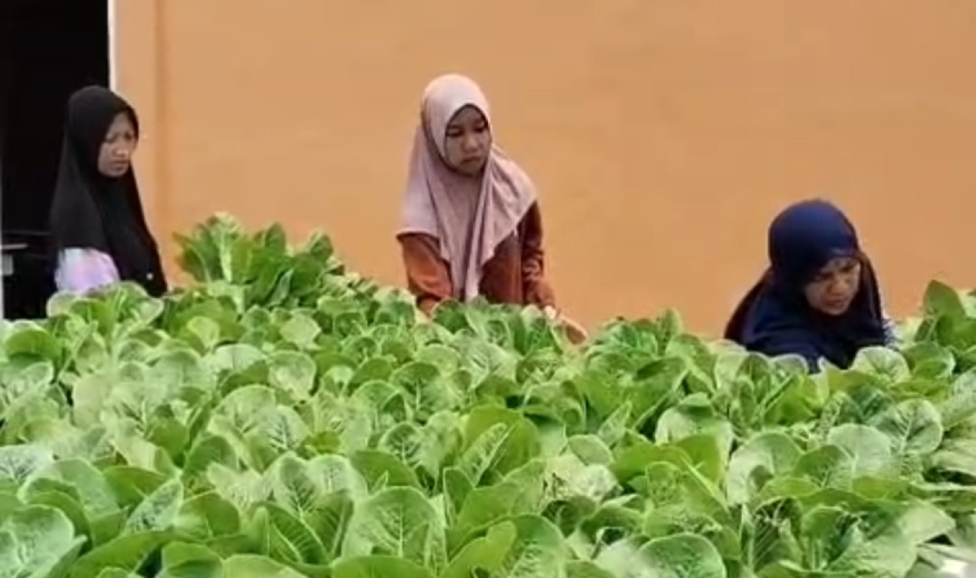 SMKN 2 Jeneponto Kembangkan Green House Modern, Siswa Belajar Hidroponik dan Wirausaha