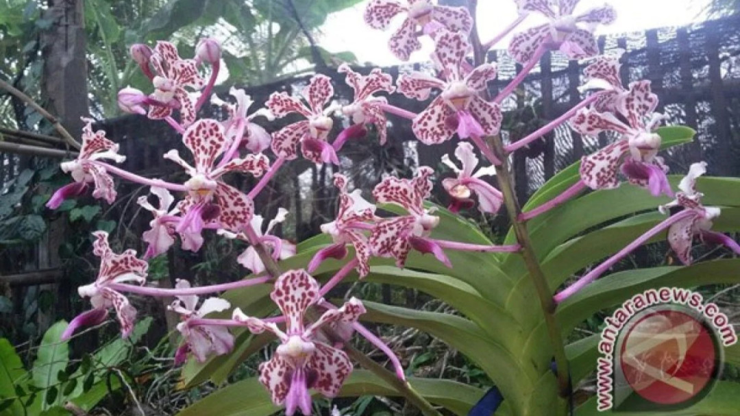 Anggrek Vanda Tricolor Var Suavis Khas Merapi yang Mulai Langka