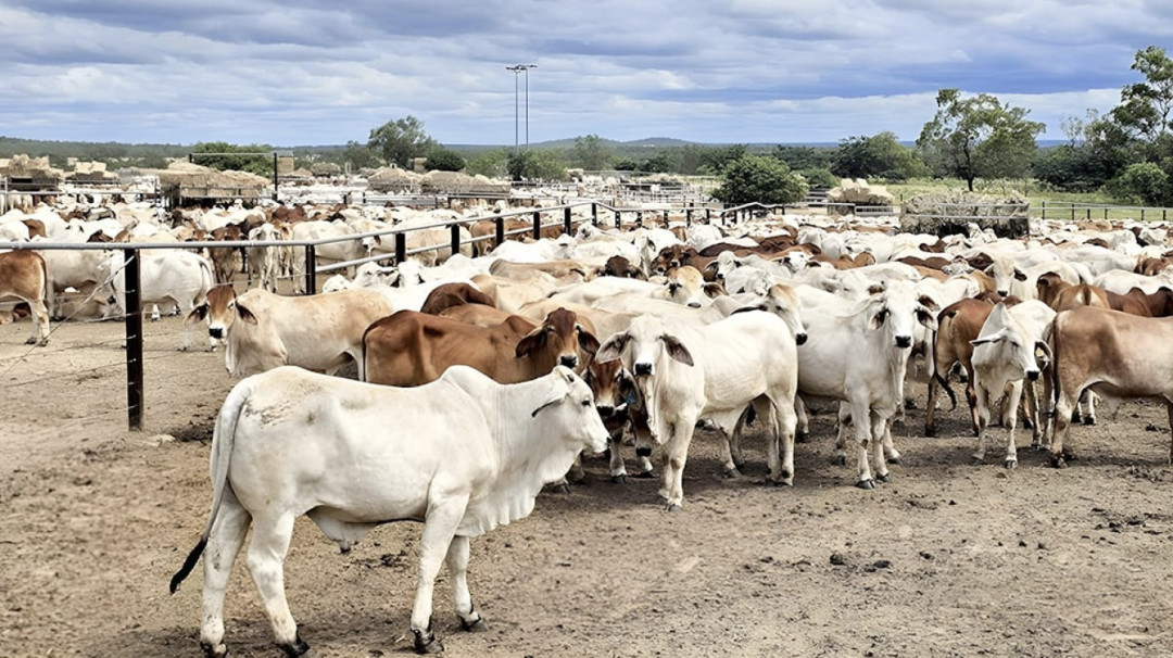 Dharma Jaya Pastikan Stok Daging Aman Jelang Nataru