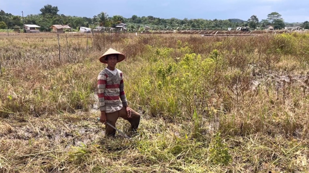 Antisipasi Kemarau Panjang, Petani di Desa Namang Bangka Tengah Tanam Padi Lebih Awal
