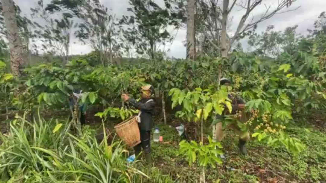 Harga Kopi di Pagar Alam Turun Jelang Puncak Panen