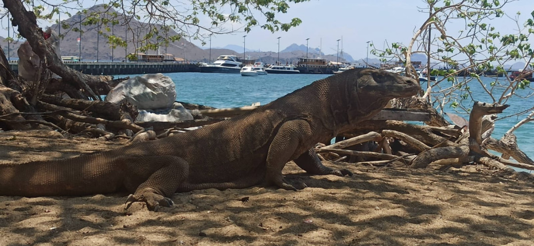 Penyelundupan Komodo Digagalkan, Dua Tersangka Diamankan