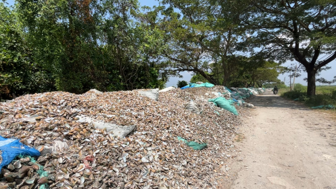 Tumpukan Limbah Kerang di Cirebon Ganggu Akses ke TPI