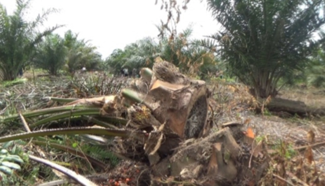 Tanaman Dirusak, Petani di Manggonang Pasaman Barat Berharap Keadilan