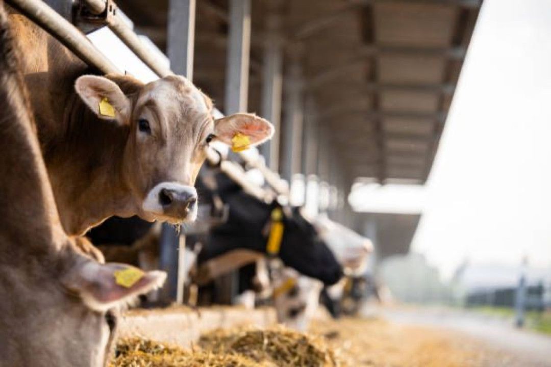 Pemerintah Siapkan 525 Ribu Hektar Lahan Transmigrasi untuk Peternakan Sapi