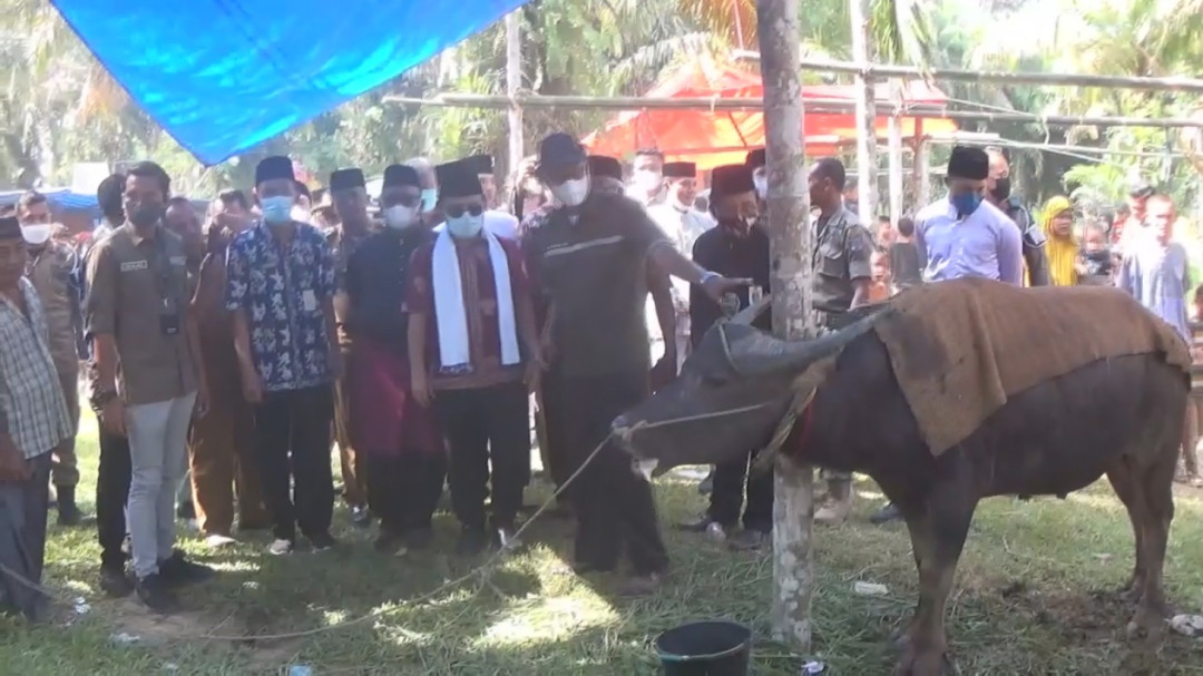 Jelang Ramadan, Tradisi ‘Bantai Adat’ Ratusan Kerbau Digelar Masyarakat Merangin Jambi