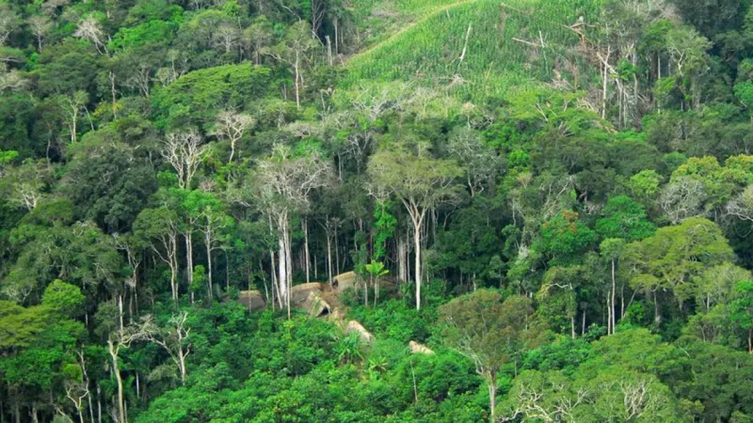 Ilmuwan Temukan 27 Spesies Baru di Hutan Hujan Amazon Peru