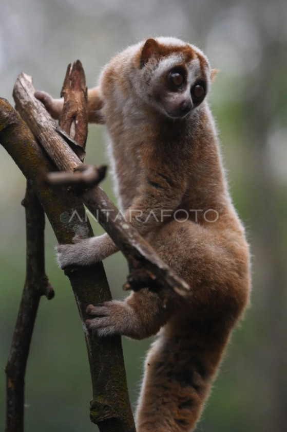 Kukang Jawa Lepas Liarkan jadi Harapan Baru untuk Satwa Langka di Jawa Barat