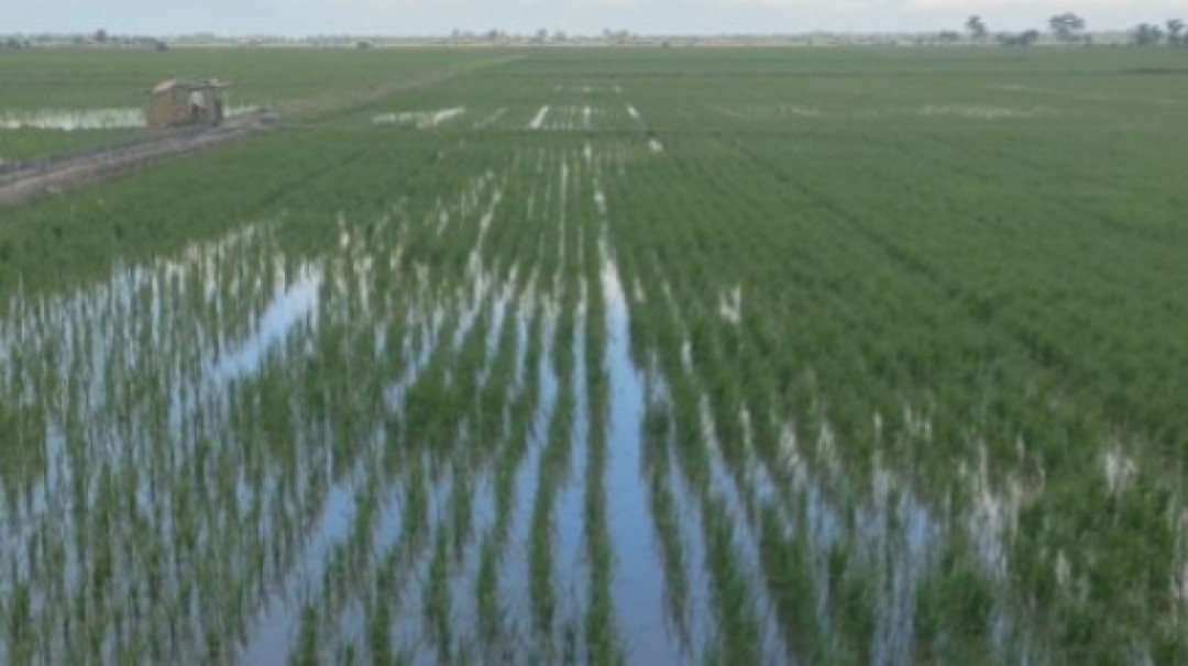 1.800 Hektare Sawah di Bangka Selatan Terancam Kekeringan
