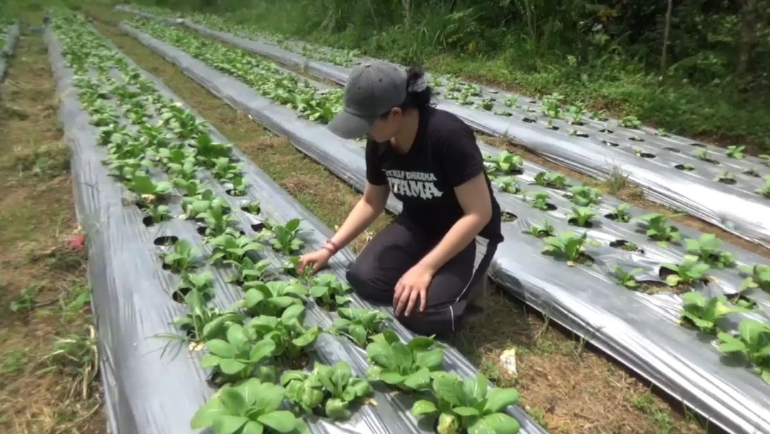 Petani Muda Perempuan Bali Bangkitkan Pertanian Organik