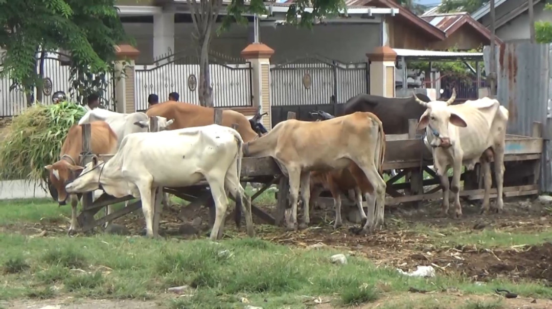 Wabah PMK Tak Pengaruhi Penjualan Hewan Ternak di Palu