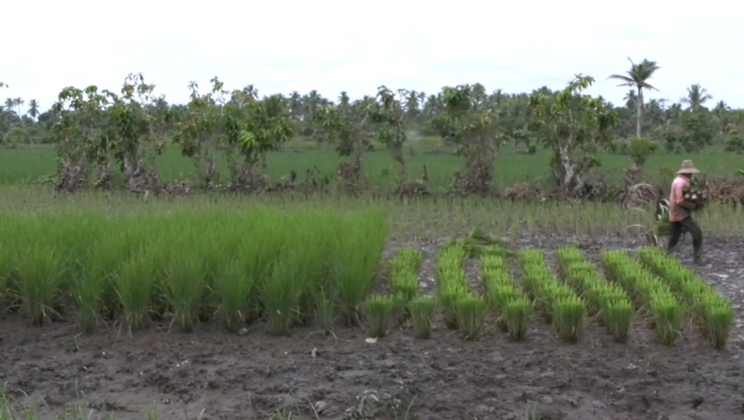 Serangan Tikus Tunda Tanam Padi di Banjar