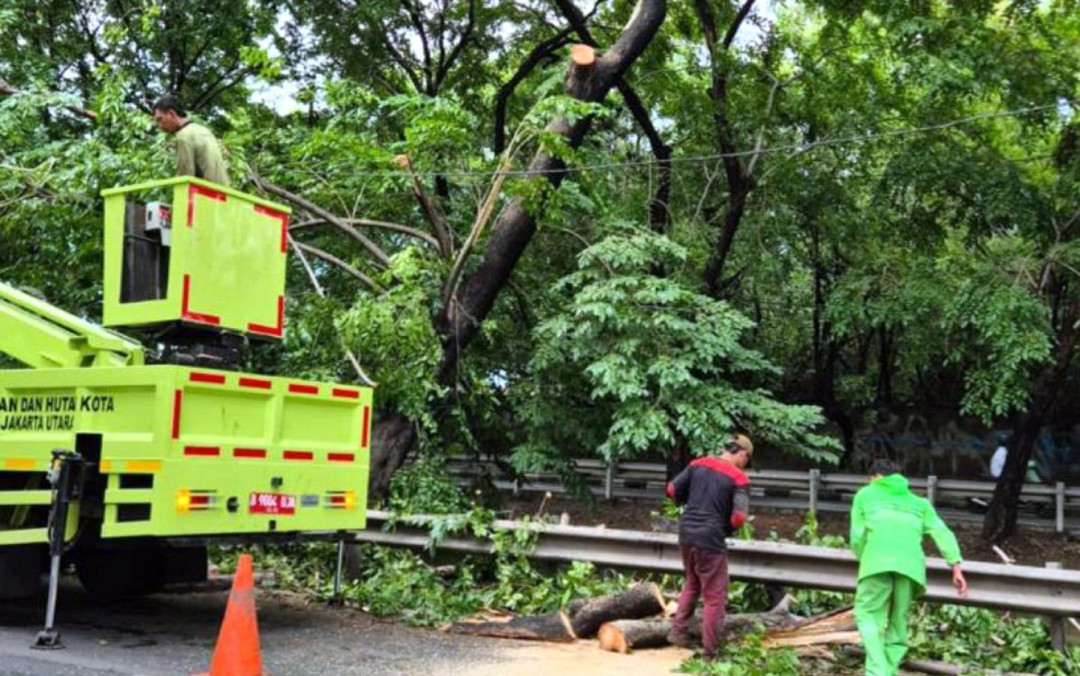 Pasukan Hijau Jakut Evakuasi 29 Pohon Tumbang Akibat Hujan dan Angin Kencang